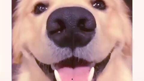 抖音网红狗子与我吃瓜  第1张